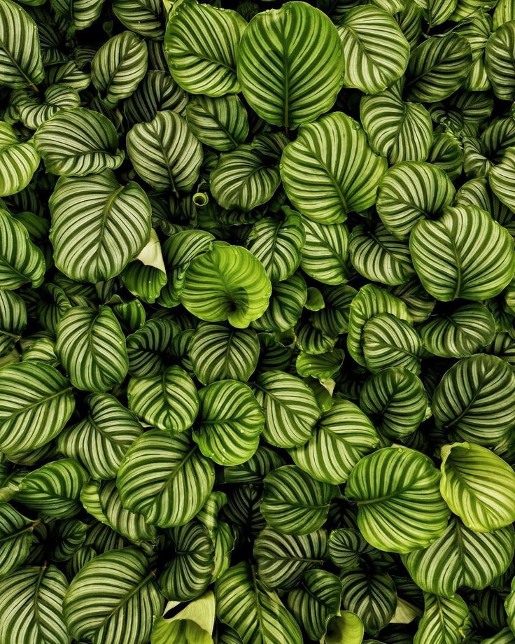 Layered green leaves used as a botanical texture